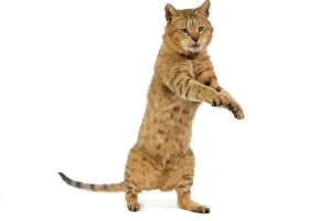 Chausie: Cat - Chausie Brown Spotted Tabby: Jungle Cat (Felis