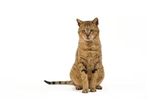 Chausie: Cat - Chausie Brown Spotted Tabby: Jungle Cat (Felis