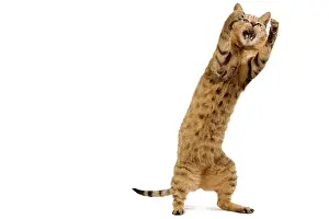 Chausie: Cat - Chausie Brown Spotted Tabby: Jungle Cat (Felis