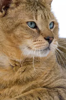 Chausie: Cat - Chausie Brown Spotted Tabby: Jungle Cat (Felis