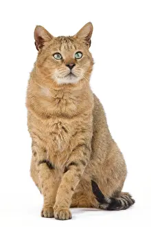 Chausie: Cat - Chausie Brown Spotted Tabby: Jungle Cat (Felis