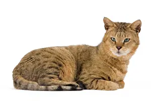 Chausie: Cat - Chausie Brown Spotted Tabby: Jungle Cat (Felis