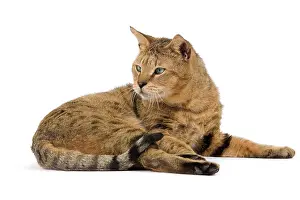 Jean-michel Labat: Cat - Chausie Brown Spotted Tabby: Jungle Cat (Felis
