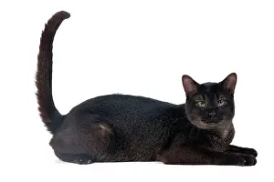 Chausie: Cat - Chausie Grizzled - lying down