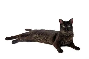 Chausie: Cat - Chausie Grizzled - lying down