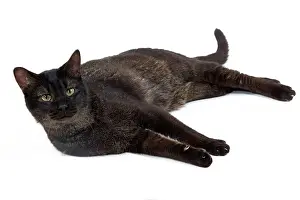 Chausie: Cat - Chausie Grizzled - lying down