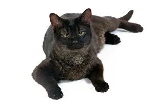 Chausie: Cat - Chausie Grizzled - lying down