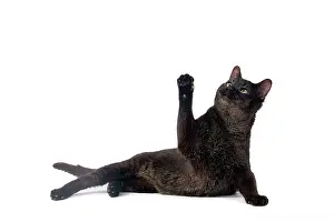 Chausie: Cat - Chausie Grizzled - lying down with raised paw