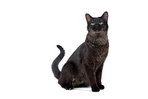 Chausie: Cat - Chausie Grizzled - siting down