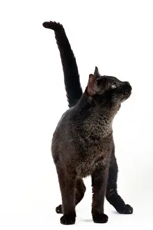 Chausie: Cat - Chausie Grizzled - standing looking up