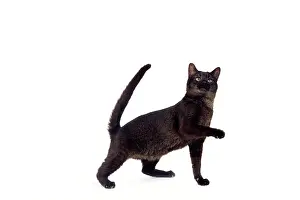 Chausie: Cat - Chausie Grizzled - standing with raised paw