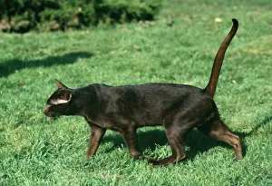 Havana: CAT - Chestnut Havana, walking. Side profile