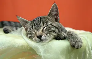 Scratching: Cat child
