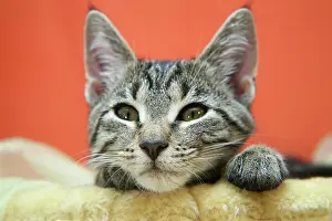 Scratching: Cat child