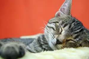 Scratching: Cat child