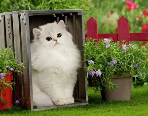 Crate: Cat