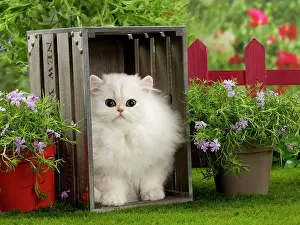 Crate: Cat
