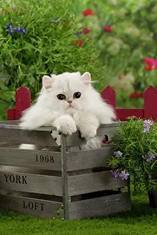 Crate: Cat