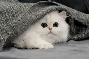 Peeping: Cat