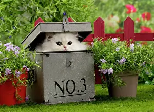 Peeping: Cat