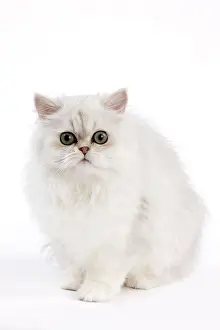 Fierce: Cat - Chinchilla Silver Shaded Persian