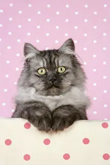 Chincilla: Cat - Chincilla X Persian. dark silver smoke