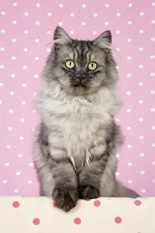 Chincilla: Cat - Chincilla X Persian. dark silver smoke