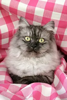 Chincilla: Cat - Chincilla X Persian. dark silver smoke