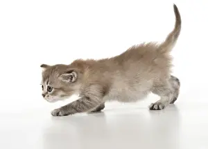 Tiffanie: CAT. choc Tiffanie kitten 6 weeks old