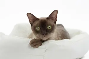 Abyssinians: Cat Chocolate Abyssinian
