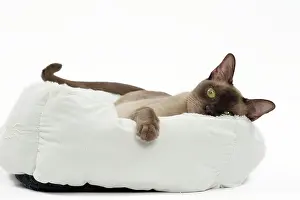 Abyssinians: Cat Chocolate Abyssinian