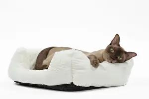Abyssinians: Cat Chocolate Abyssinian