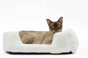 Abyssinians: Cat Chocolate Abyssinian
