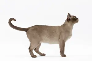 Abyssinians: Cat Chocolate Abyssinian