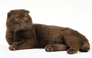 Folds: Cat Chocolate Scottish Fold