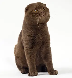 Folds: Cat Chocolate Scottish Fold