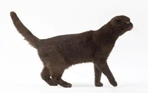 Folds: Cat Chocolate Scottish Fold