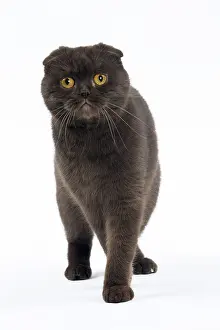 Folds: Cat Chocolate Scottish Fold