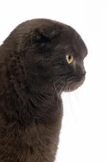 Folds: Cat Chocolate Scottish Fold