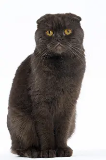 Folds: Cat Chocolate Scottish Fold