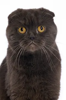 Folds: Cat Chocolate Scottish Fold