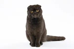 Folds: Cat Chocolate Scottish Fold