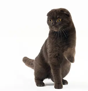 Folds: Cat Chocolate Scottish Fold