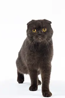 Folds: Cat Chocolate Scottish Fold