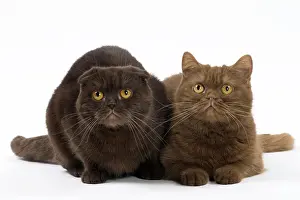 Cat Chocolate Scottish Fold and Cinnamon Scottish