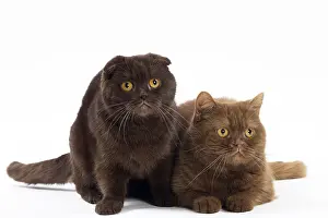 Cinnamon: Cat Chocolate Scottish Fold and Cinnamon Scottish