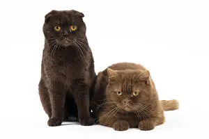 Cinnamon: Cat Chocolate Scottish Fold and Cinnamon Scottish