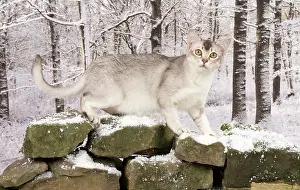 Asians: Cat Chocolate Silver Ticked Asian