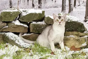 Asians: Cat Chocolate Silver Ticked Asian