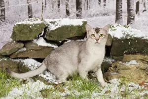 Asians: Cat Chocolate Silver Ticked Asian